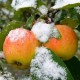 Overview of winter varieties of apples stored until spring