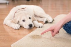 Cara dan kaedah bagaimana menghilangkan bau air kencing anjing dari permaidani di rumah