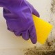 Effective ways and techniques to easily remove mold from the walls in your apartment