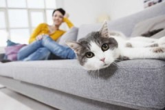 Bagaimana dan dengan apa cepat menghilangkan bau air kencing kucing dari sofa dengan cepat, murah dan murah?