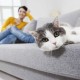 Bagaimana dan dengan cepat mengeluarkan bau air kencing kucing dari sofa dengan cepat, murah dan murah?