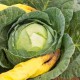 List of cabbage varieties to store for the winter