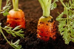 Effective ways to keep carrots in the ground until spring