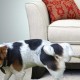 Bagaimana dan dengan apa yang cepat, berkesan dan mudah menghilangkan bau air kencing anjing dari pelapis sofa?