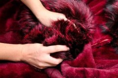 Important rules for how to wash fur